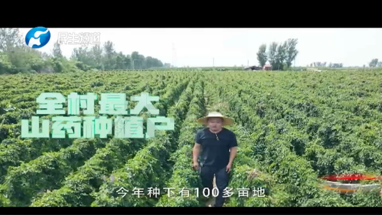 奋斗者正青春,男子种山药发展特色产业致富