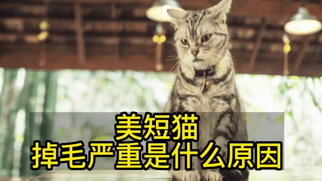 美短猫掉毛严重是什么原因?