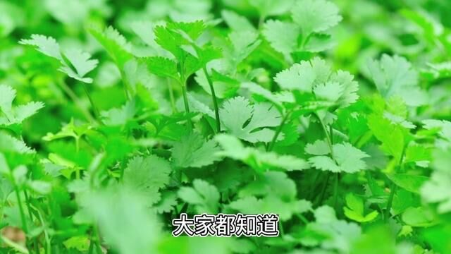 芹菜种子催芽方法有哪些? #种菜小技巧 #农业种植 #种菜 #有机蔬菜 #农业