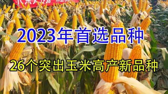 2023年首选这26个超高产玉米品种,最高亩产3200斤,提前早知道