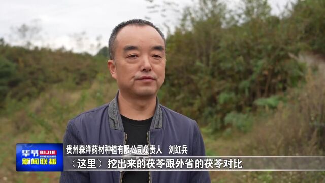 拱拢坪国有林场:开发林下经济 助力乡村振兴