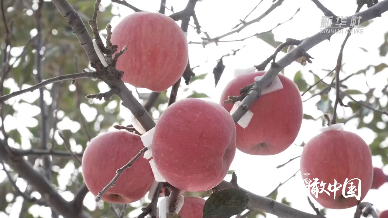 瞰中国|山东蓬莱:“电能替代”让红苹果架起乡村致富路