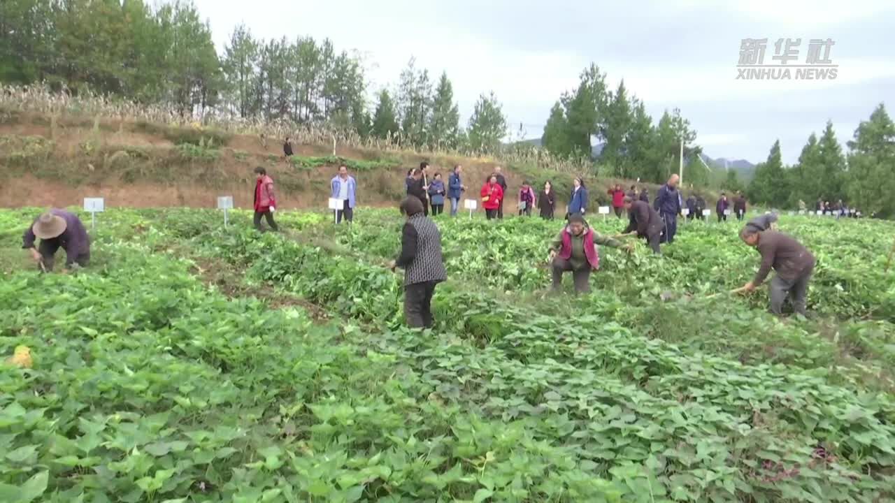 重庆奉节:拉长产业链 小红薯有了大销路