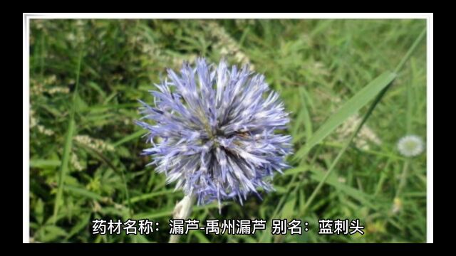 中药材漏芦