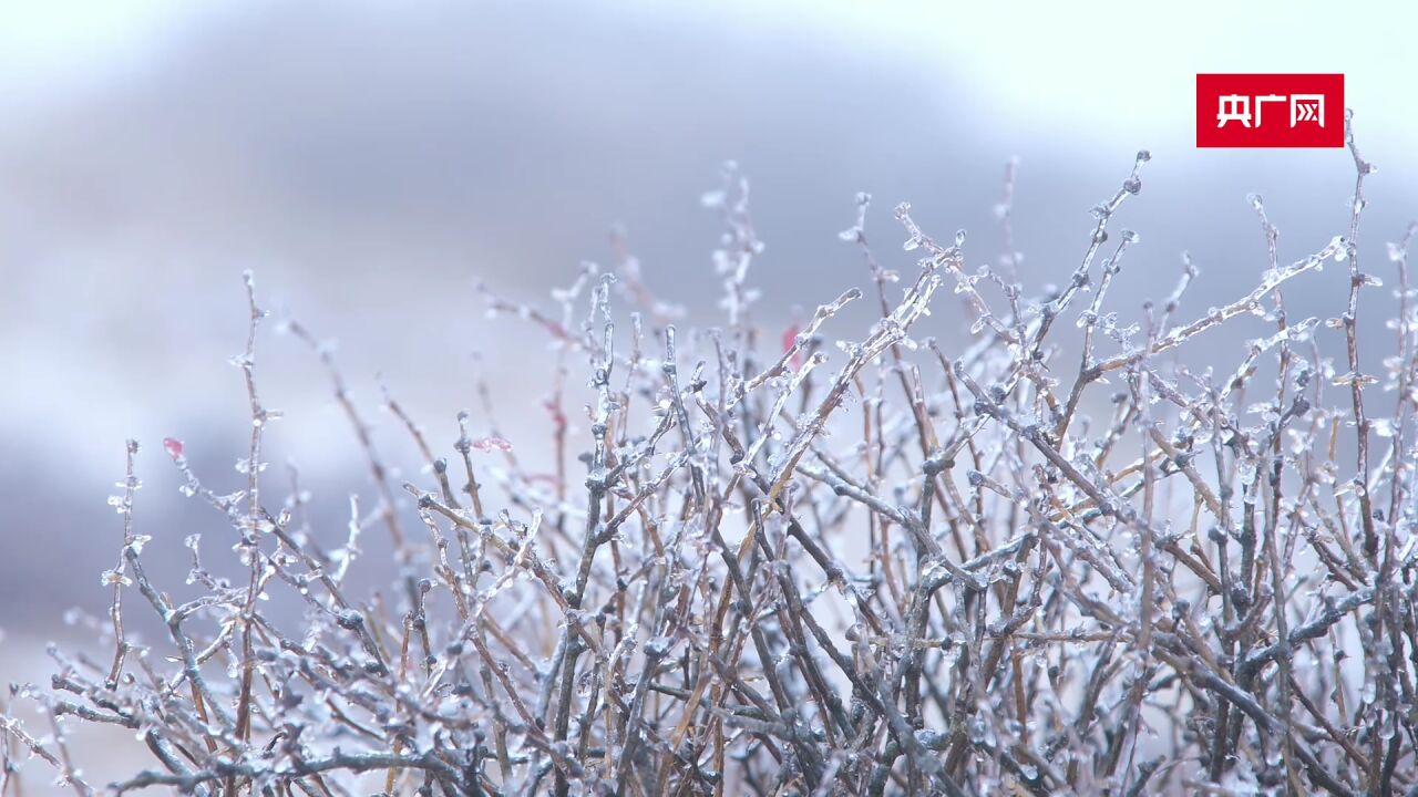 下雪了!重庆迎来今年入冬第一场雪