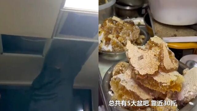 厨房吊顶突然流出蜜汁,男子揭开一看铲出5大盆蜂蜜:30斤挺甜的