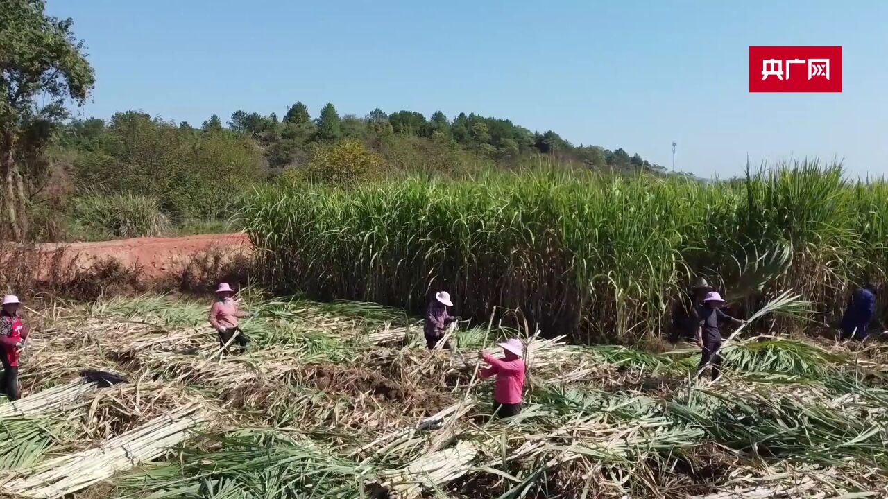 江西大余:古法熬糖 “甜蜜产业”助推乡村振兴