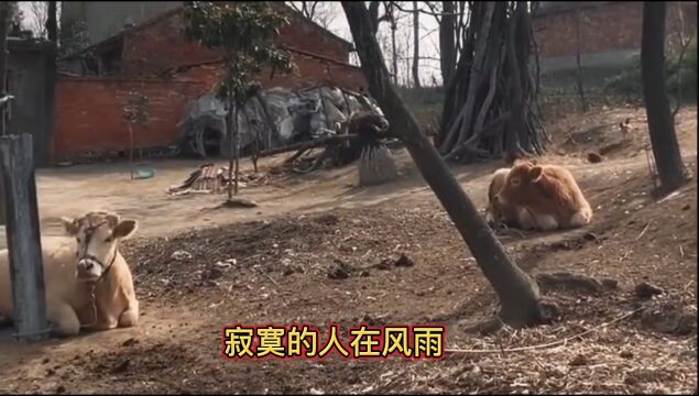 经典老歌《中华民谣》怀旧好听