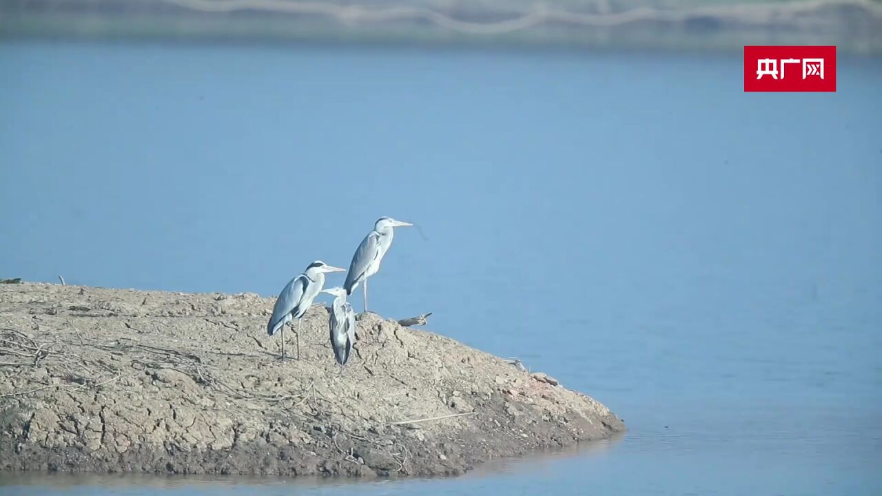 【大美湿地我的家】武汉沉湖:智慧监测系统赋能湿地保护 守卫“鸟类天堂”