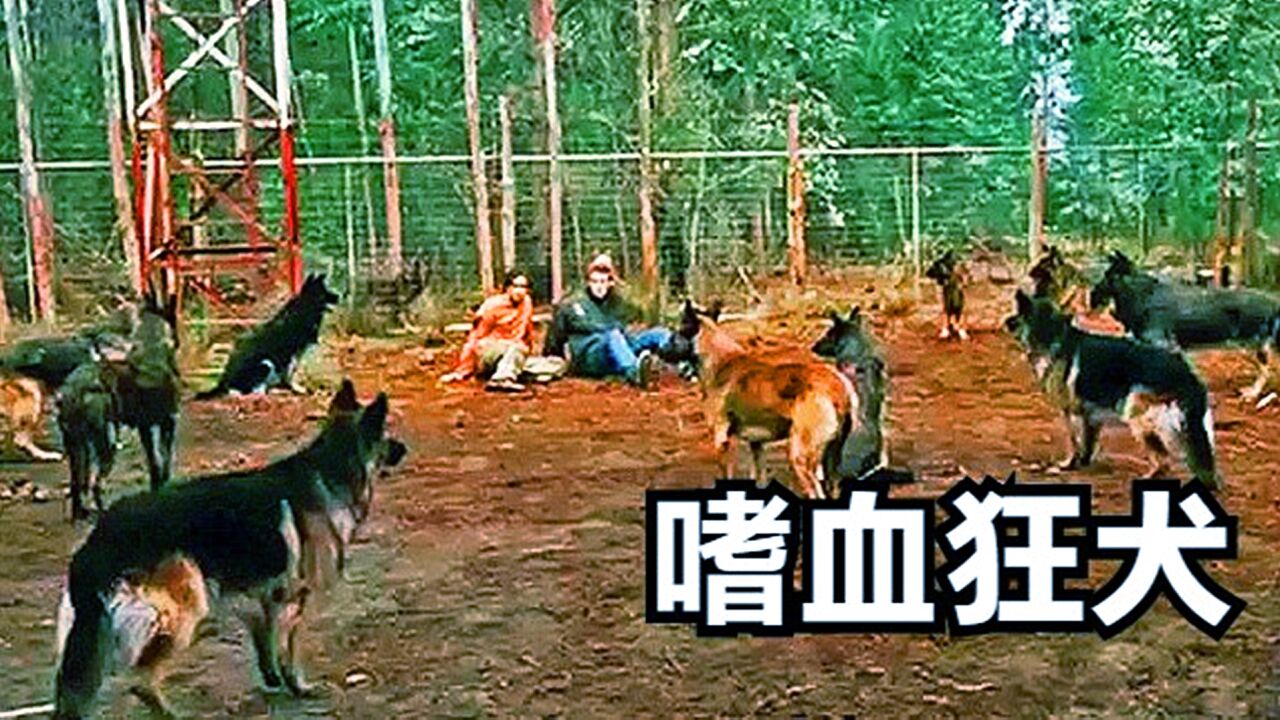 几人来到荒岛旅行,却遭到一群野狗包围,疯狂袭击《嗜血狂犬》