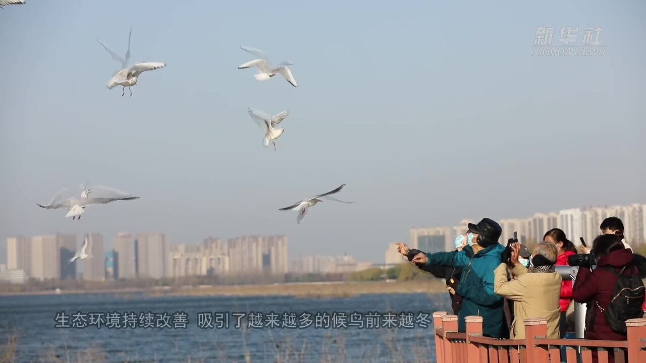 河南平顶山:鸥舞翩翩生态美