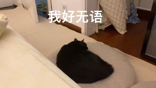 我以为是猪#动物的骚操作#迷惑行为