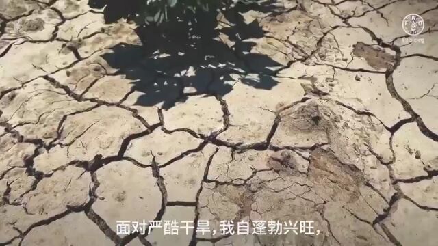 2023国际小米年 联合国粮农组织发布中文版宣传片