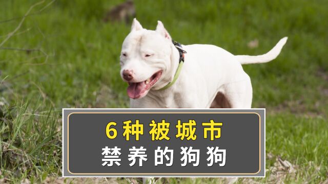 6种被城市禁养的狗狗,你家狗上榜了吗?