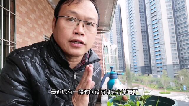 草莓“果子发黄长不大”,怎么办?土法种植,简单有效