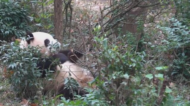 熊猫社区|一只胖熊的自我修养