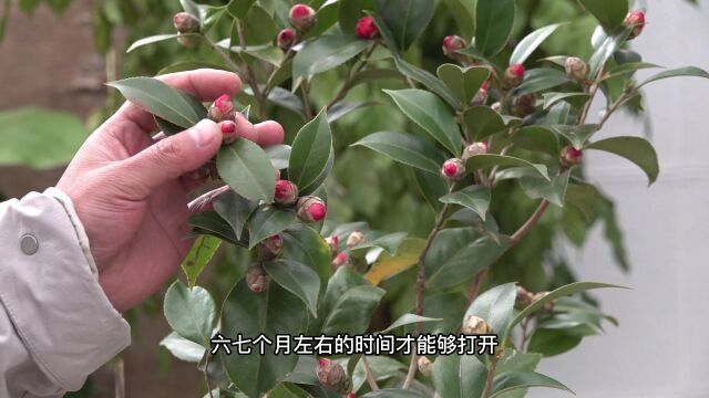 为什么你的茶花会不停地掉花苞?