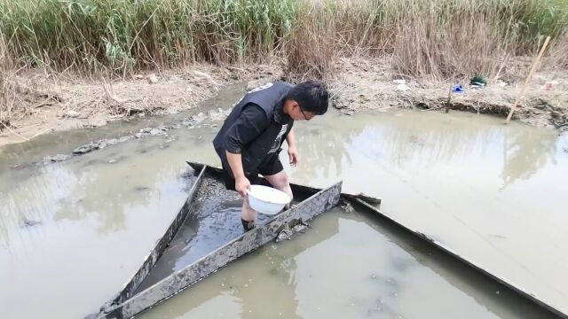 神奇臭水沟惊现一群原生中国斗鱼,发色不比国外鱼差,直呼赚了