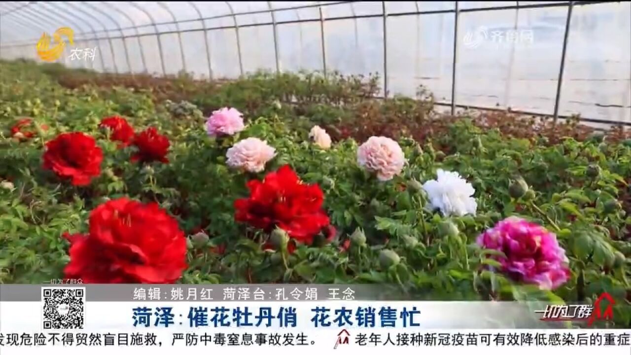 菏泽催花牡丹陆续上市,花农大棚里直播带货,线上销售很火热