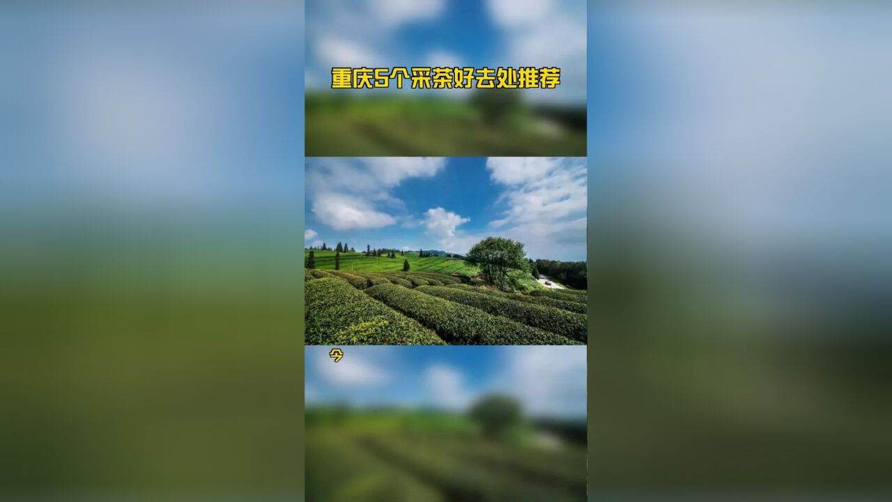 重庆5个采茶好去处推荐