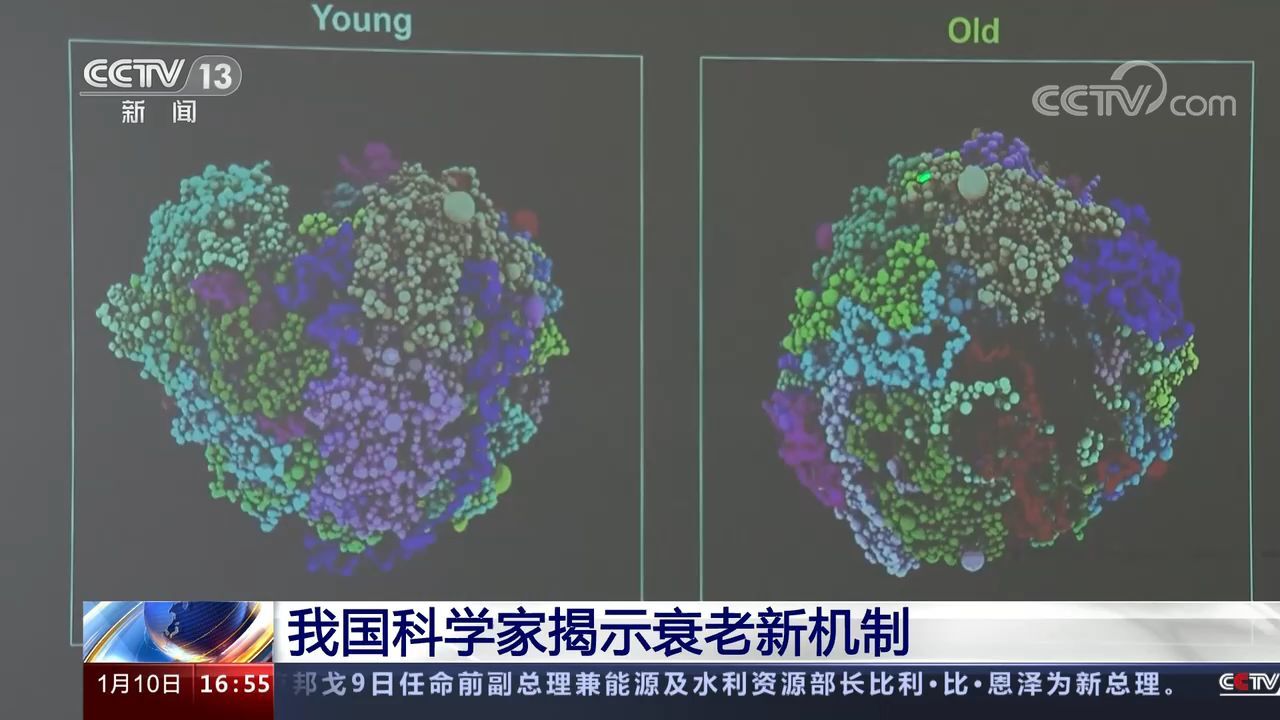 中科院团队研究首次揭示延缓细胞衰老新机制