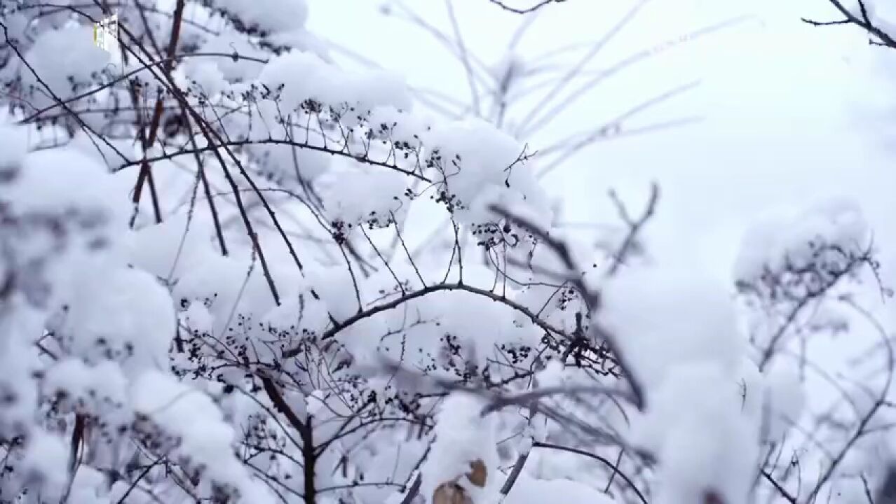 仙境!雪后秦岭翠华山宛如冰雪世界