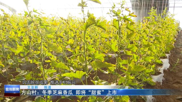 方山村:冬季芝麻香瓜 即将“甜蜜”上市