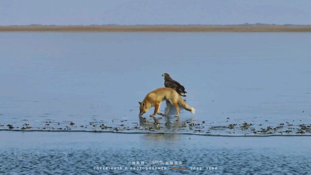 新疆图木舒克市永安湖沙狐和海雕