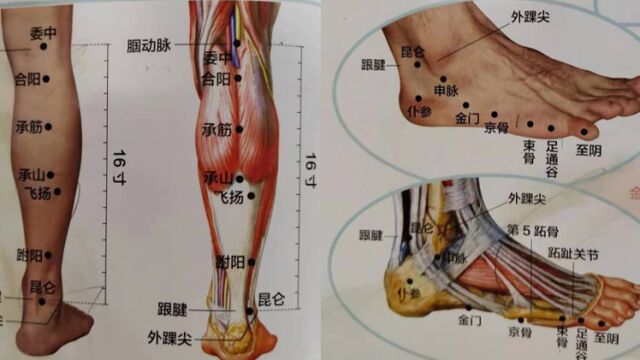 儿童学中医系列之细说中医经络4(足太阳膀胱经)