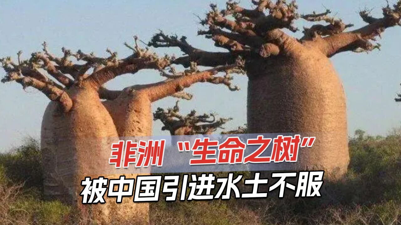 非洲生命树可活5000年,可蓄水上万公斤,内含抑制癌细胞物质