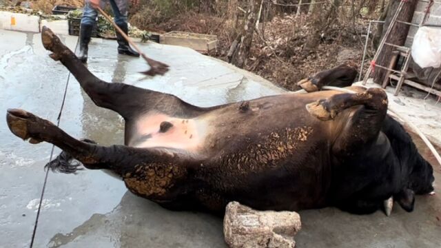 张老板卖牛肉的生意太火爆了 经验值得分享 同行老板都可以学习下