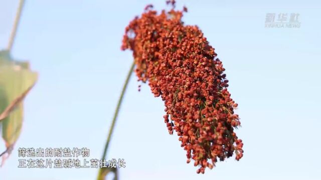 央媒看沧州 |河北海兴:地种齐抓 盐碱耕地迎丰收