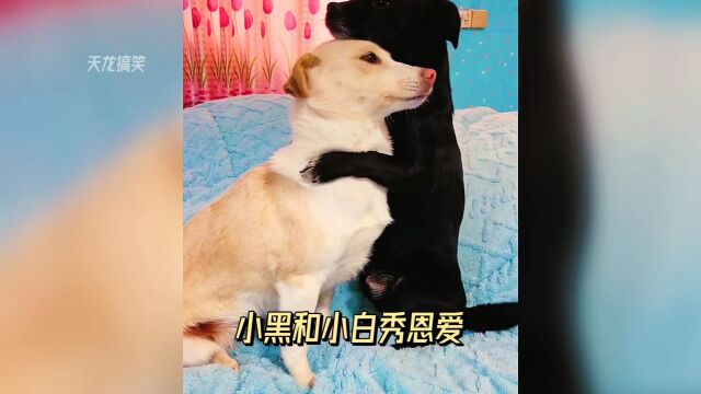 小黑和小白秀恩爱是认真的吗