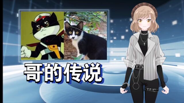 《黑猫警长》原型是号称“猫界哈士奇”的奶牛猫