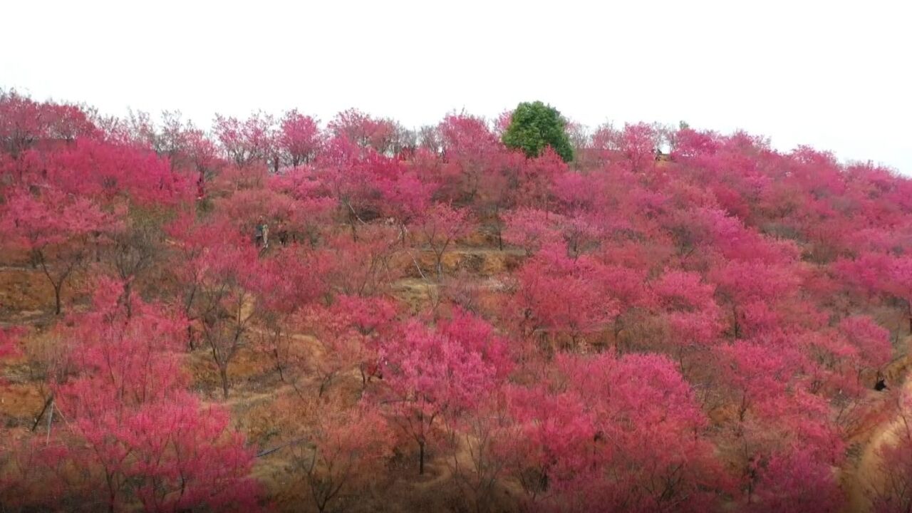 满园春色藏不住,韶关500亩花海“樱”您而开