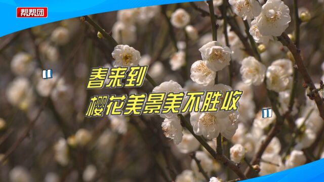 烂漫迷人美不胜收!福建多地樱花绽放,市民徜徉樱花林中流连忘返