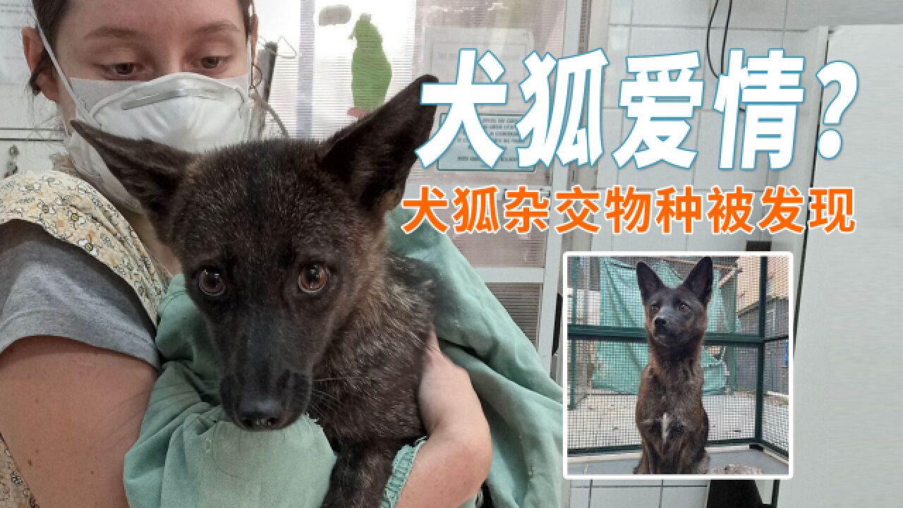 犬狐爱情?史上第一只犬狐杂交物种被发现!