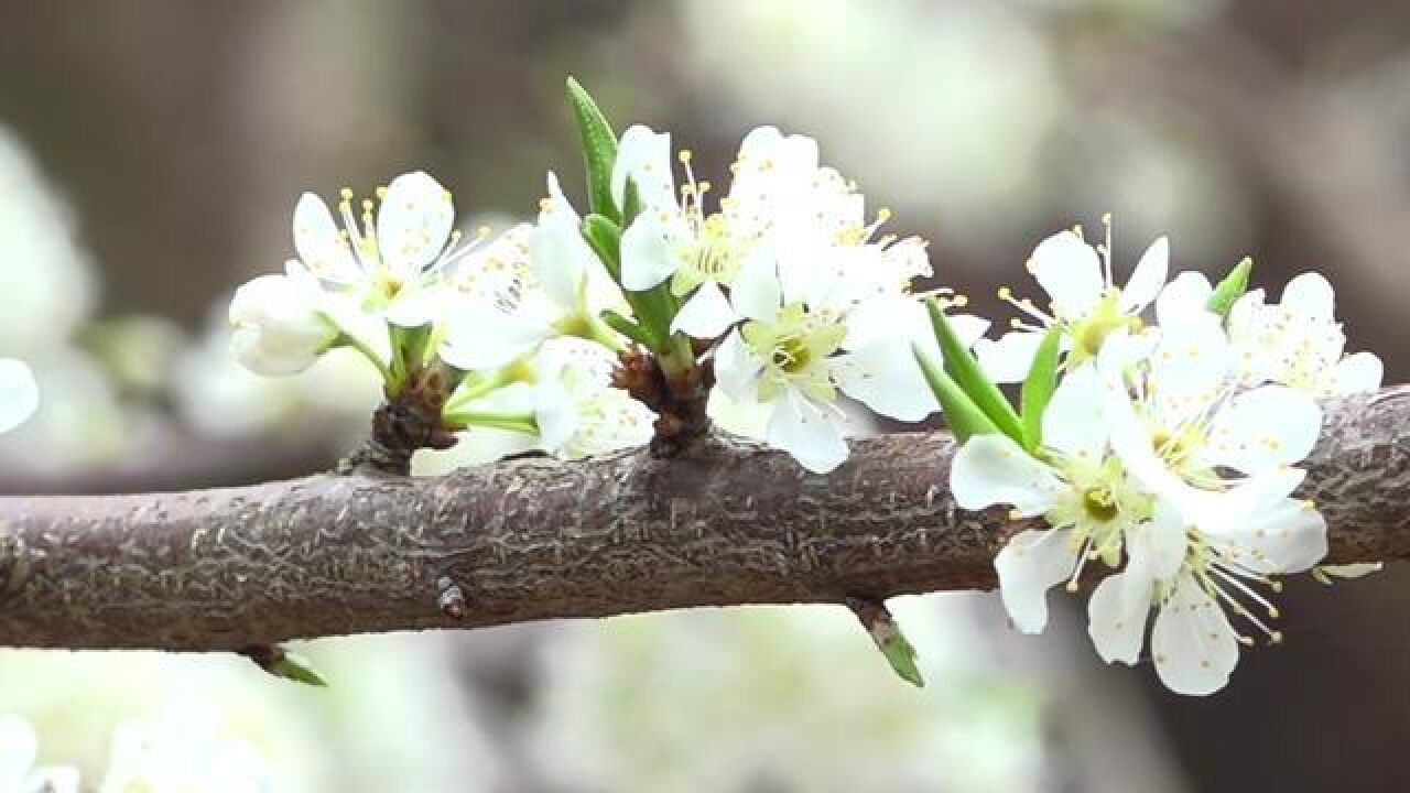 春暖花开的季节,清远清新浸潭大陂头村200亩三华李花正盛开,空气中弥漫着淡淡花香.李花将在未来10天持续绽放