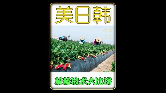 美日韩三国草莓种植技术大PK 慢的400天结果 快的竟两月亩产万斤 #种植 #草莓种植 #草莓种植技术