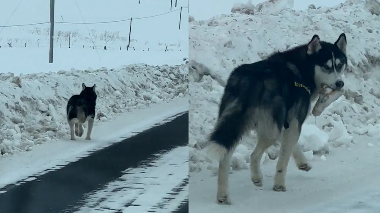 爸爸开车遇到“雪狼”,儿子信以为真,“雪狼”转头后被全家笑话