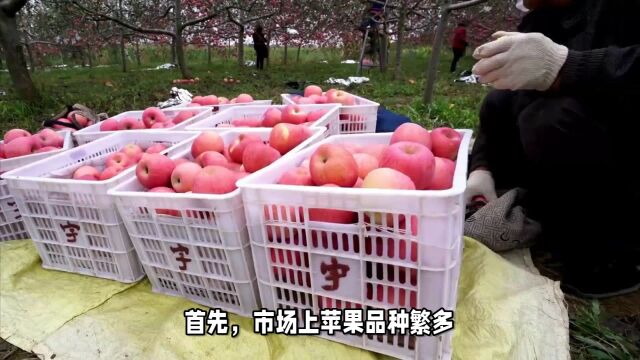 洛川苹果代办怎么收费?洛川苹果代办网点