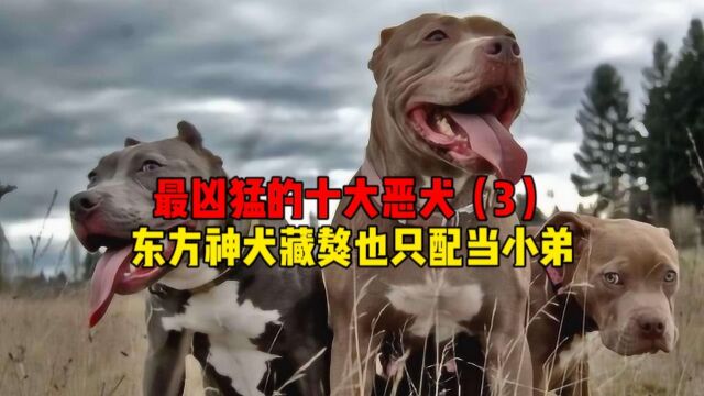 你知道谁是最凶猛的狗吗?盘点世界十大恶犬!