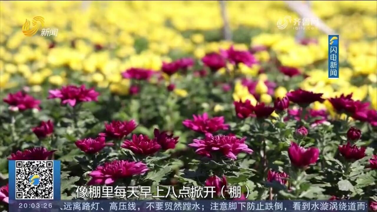 青州:菊花飘香喜获丰收,每亩收入达五万元,促进居民增收致富