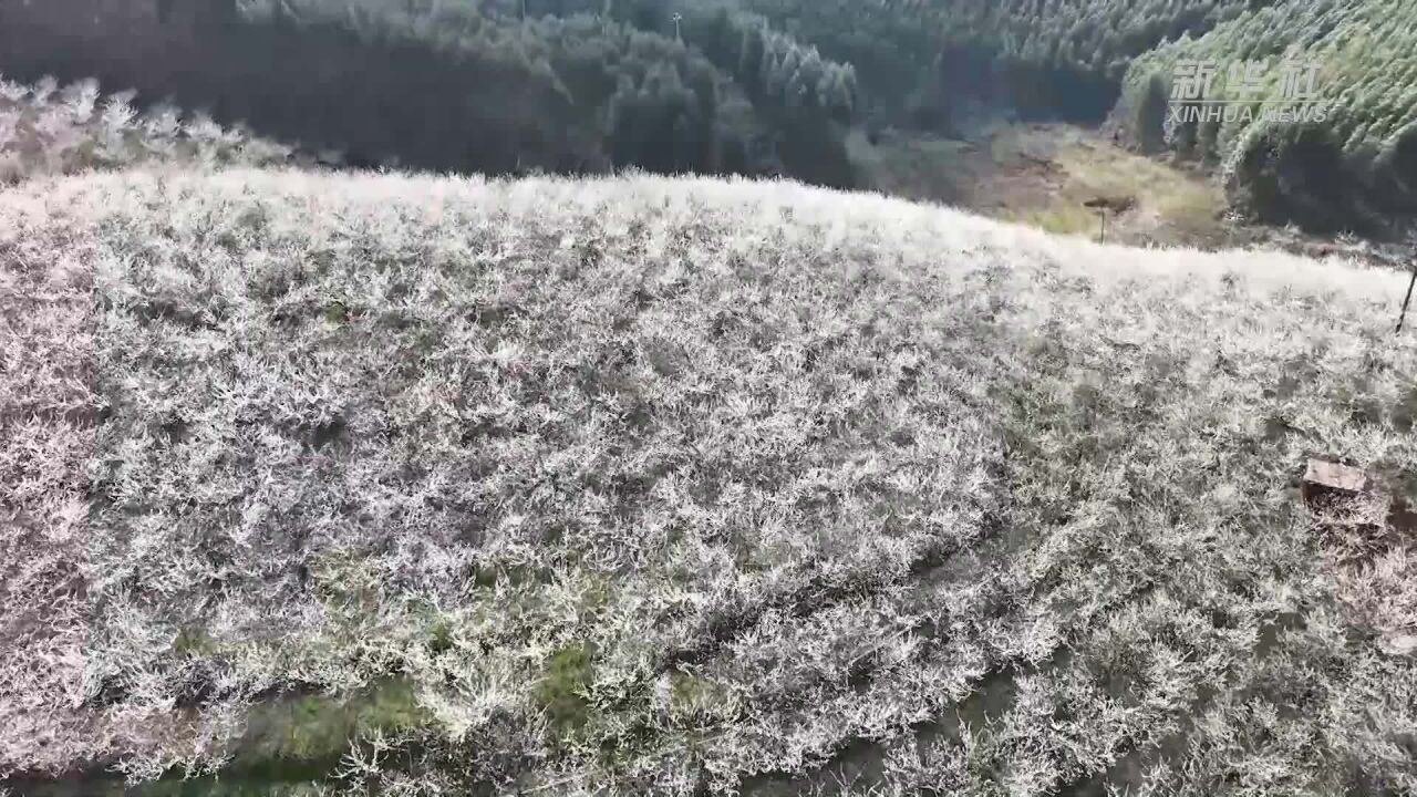 广西田阳:绿水青山李花白