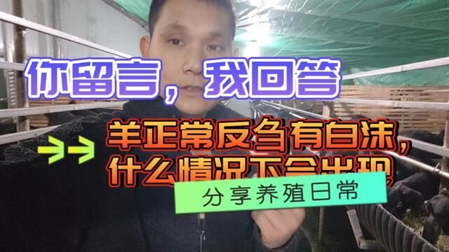 四种情况下,羊会在正常反刍出现口吐白沫,你知道是什么原因吗?#黑山羊养殖 #养殖技术交流 #努比亚黑山羊 #养羊创业