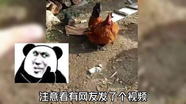 鸡:音乐来了,走起