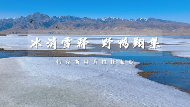 视频:绿水青山 | 喀拉托海湖:冰消雪释 野鸭翔集