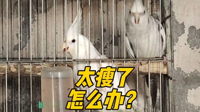 玄凤鹦鹉太瘦了怎么办?如何解决鹦鹉刀胸的问题?