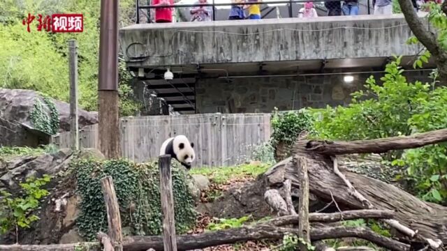 美国华盛顿动物园为大熊猫“美香”一家举办告别派对