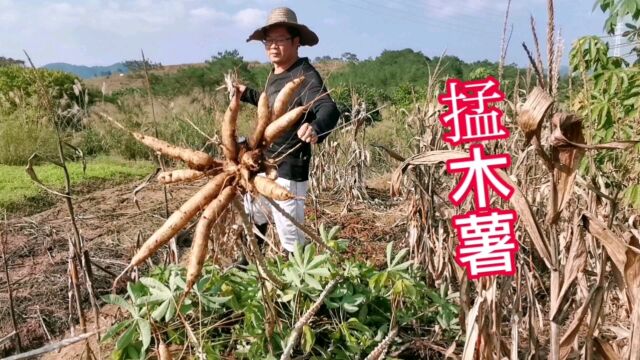 木薯,早些年农村重要的口粮之一,没有经济价值都少人种植了